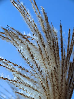 reed, natur, ingen mennesker, tæt på, plante, vækst, himmel, dag, blå, afgrøde, skønhed i naturen, skyfri himmel, sollys, landbrug, udendørs, hvid farve, ro, mønster, korn plante, selektiv fokusering, fokus på forgrunden, blødhed, 5K, CC0, offentligt domæne, royaltyfrie