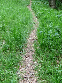 sentiero, lontano, sentiero nel bosco, pista, wegchen, escursione, escursioni a piedi, percorso migratorio, verde, prato, natura, erba, all'aperto, colore verde, pianta, crescita, terra, direzione, la strada davanti, campo, nessuno, giorno, bellezza nella natura, la tranquillità, vista dall'alto, paesaggio, scena tranquilla, prospettiva decrescente, lungo, 4K, CC0, dominio pubblico, privo di copyright