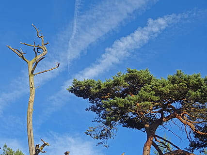 pine, pine forest, desert, steppe, dying tree, death, drought, heat, die off, tribe, branch, ill, disease, age, eventide, end, tree, plant, sky, low angle view, growth, nature, cloud - sky, blue, no people, tranquility, beauty in nature, day, tree trunk, trunk, green color, outdoors, sunlight, tranquil scene, scenics - nature, 2K, CC0, public domain, royalty free