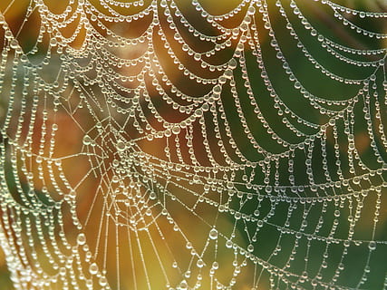 teranyina, tancar, xarxa, morgentau, perles, naturalesa, aranya, rosada, tirar, macro, primer pla, humit, full, pluja, estiu, fons, tardor, color verd, a l'aire lliure, aigua, web, marc complet, fragilitat, vulnerabilitat, cap gent, patró, bellesa a la natura, centrar-se en primer pla, patró natural, frescor, complexitat, gota de pluja, concèntric, 2K, CC0, domini públic, lliure de regalies