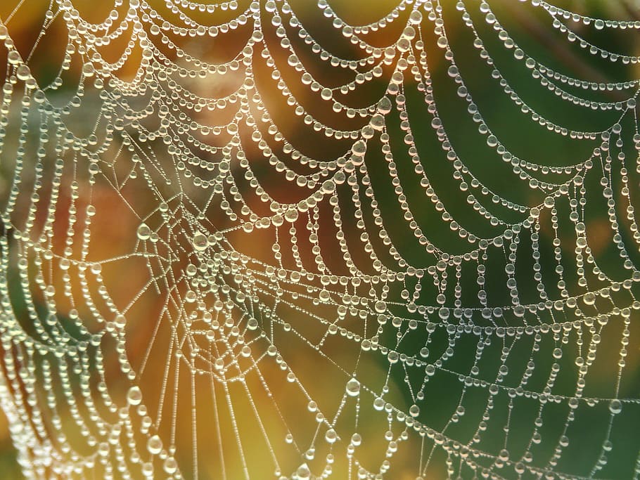 teranyina, tancar, xarxa, morgentau, perles, naturalesa, aranya, rosada, tirar, macro, primer pla, humit, full, pluja, estiu, fons, tardor, color verd, a l'aire lliure, aigua, web, marc complet, fragilitat, vulnerabilitat, cap gent, patró, bellesa a la natura, centrar-se en primer pla, patró natural, frescor, complexitat, gota de pluja, concèntric, 2K