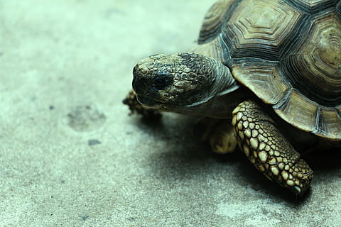 skildpadde, skal, krybdyr, koldt blod, kold, carapace toruta, kæledyr, dyr, grøn, et dyr, dyre temaer, dyr i naturen, dyreliv, hvirveldyr, tæt på, dyreskal, natur, ingen mennesker, dyr kropsdel, hav liv, marine, hav, dyr hoved, skildpadde skal, udendørs, dyre skala, 5K, CC0, offentligt domæne, royaltyfrie