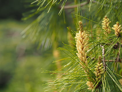 furu, blomst, japan, furu blomst, natur, grønn farge, jordbruk, ingen folk, vekst, anlegg, fokusere på forgrunnen, nærbilde, dag, skjønnhet i naturen, hvete, kornblanding, avling, utendørs, tre, furutre, land, felt, nål - plantedel, ro, nåletre, 4K, CC0, offentlig domene, opphavsrett gratis