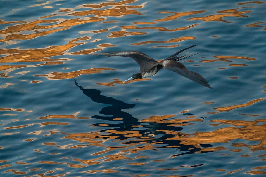 volant, negre, blanc, ocell, cos, aigua, pescat-martell, superior, oceà, volar, reflexió, temes d'animals, fauna animal, animals a la natura, animal, un animal, vertebrats, davant del mar, cap gent, naturalesa, mar, ondulat, vista d’angle alt, nedar, la vida marina, moviment, sota l'aigua, marí, a l'aire lliure, gavina, 5K
