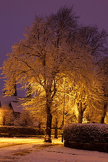 blu, ramo, rami, freddo, buio, brina, luce, natura, notte, all'aperto, parco, stagione, splendere, la neve, albero, inverno, autunno, pianta, bellezza nella natura, modificare, nessuno, cielo, tronco d'albero, la tranquillità, ambiente, crescita, albero nudo, temperatura fredda, terra, scenics - natura, collezione autunnale, 1080P, CC0, dominio pubblico, privo di copyright