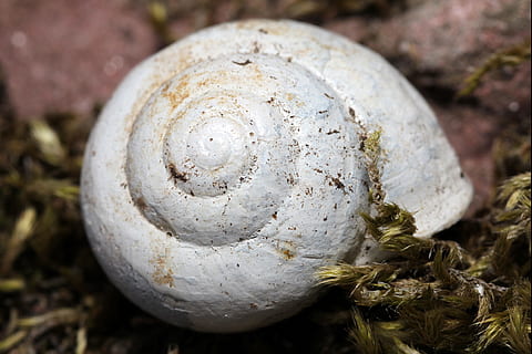 snegl, skal, snegle skaller, natur, snegl shell, spiralformet, bløddyr, dyr, krybdyr, boliger, makro, land snegle, schalenweichtiere, tæt, mønster, haven snegle, tæt på, grøntsag, mad, smuds, plante, ingen mennesker, mad og drikke, enkelt objekt, jord, champignon, fokus på forgrunden, dyreliv, svamp, udendørs, snavset, vækst, hvid farve, dag, 4K, CC0, offentligt domæne, royaltyfrie