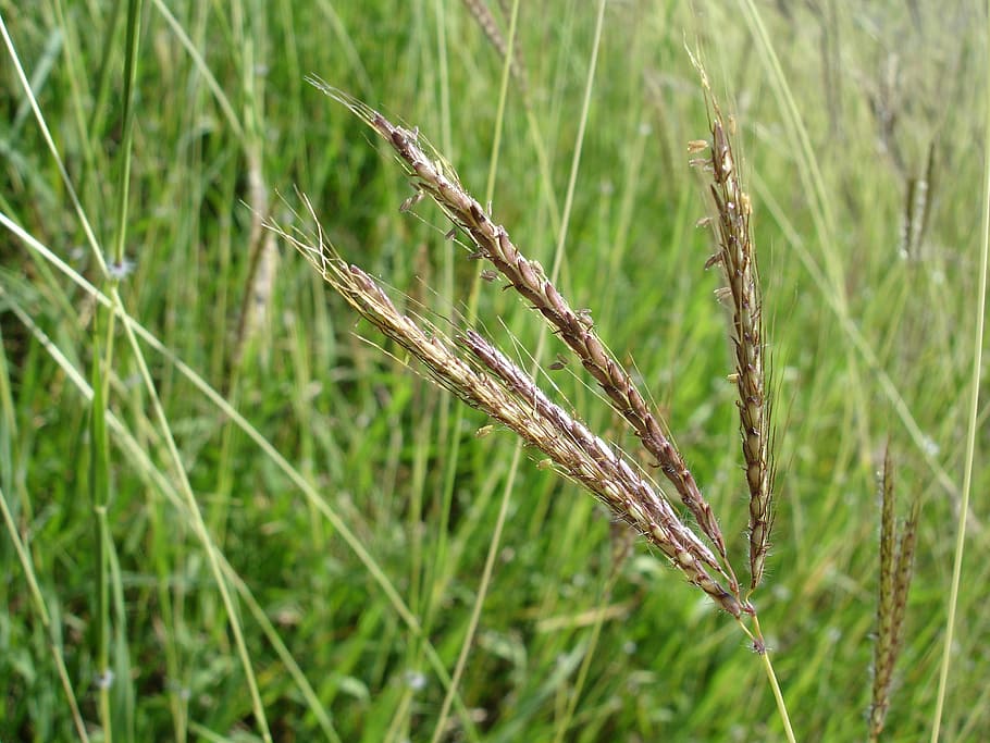 Gras, Stengel, Grün, Zoomen, Vordergrund, stammt, Pflanze, Getreide, Plantage, Felder, Korn, Stroh, Landschaft, Pflanzen, Landwirtschaft, Natur, Ende des Sommers, Blätter, Heu, Wachstum, Fokus auf den Vordergrund, Nahansicht, Schönheit in der Natur, keine Leute, Feld, Tag, grüne Farbe, Ernte, Land, Ruhe, draußen, Getreidepflanze, ländliche Szene, braun, Grashalm, Stiel, 2K