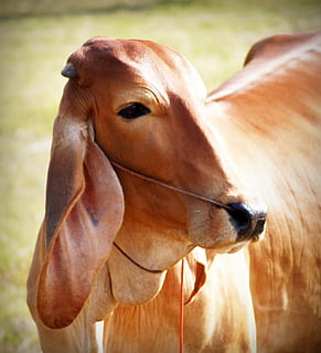 bruin, wit, achtergrond, geïsoleerd, snuit, landbouw, zoogdier, geheel, uitzicht, hoofd, amusant, farm, klok, een, vrouw, grappig, voorkant, vee, hoef, zuivel, gehoornd, staand, c koe, lichaam, besnoeiing, temmen, landelijk, op zoek, huiselijk, gewerveld, dier, dierlijke thema's, huisdieren, één dier, dierenleven, detailopname, dierlijke lichaamsdeel, paard, geen mensen, dag, focus op de voorgrond, dierenkop, natuur, plantenetend, buitenshuis, 1080P, CC0, publiek domein, royaltyvrij
