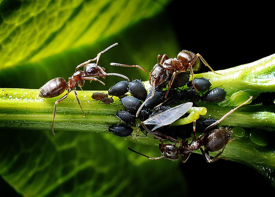 fotografia macro, tres, formiga de fuster, planta, formigues, pugons, gossera, full, macro, invertebrat, insecte, fauna animal, animal, animals a la natura, temes d'animals, primer pla, part de la planta, grup d’animals, color verd, naturalesa, centrar-se en primer pla, cap gent, dia, formiga, bellesa a la natura, dos animals, a l'aire lliure, ala dels animals, 2K
