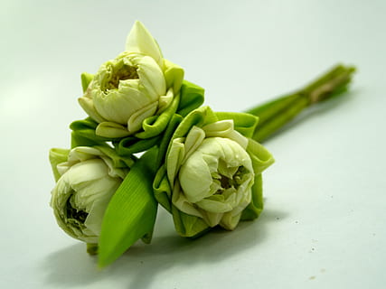 bílý, květ, lotus, dekorace, kvetoucí, vodní, teplý, jiskra, přírodní, orientální, tropický, květinový, jaro, ornament, okvětní lístek, kultura, botanický, složit, Jasný, uctívání, výzdoba, Asie, pyl, růžový, flóra, vyzdobit, dekorativní, lilly, květinář, ozdobit, selektivní, relaxovat, bazén, zoom, přemýšlet, Krásná, voda, prostor, Příroda, váza, botanika, asijský, svěžest, rostlina, zelená barva, kytice, zeleniny, jídlo a pití, jídlo, Zdravé stravování, studio shot, uvnitř, blahobyt, syrové potraviny, detail, chřest, nikdo, stálý život, barevné pozadí, organický, skupina objektů, chomáč, artyčok, střední skupina objektů, diety, vegetariánské jídlo, 2K, CC0, veřejná doména, bez autorských práv