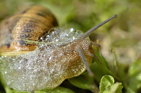 slak, bubbels, weekdier, dierenleven, dier, dierlijke thema's, detailopname, dieren in het wild, ongewerveld, gastropod, één dier, geen mensen, selectieve aandacht, natuur, dierlijke lichaamsdeel, schelp, fabriek, dierlijke antenne, dieren schaal, dag, schoonheid in de natuur, 1080P, CC0, publiek domein, royaltyvrij