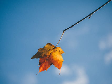 selectiu, focus, groc, vermell, fulla d'auró, fulla d'auró taronja, full, tardor, caure, naturalesa, fullatge, estacional, branca, arbre, maple, cel, taronja, fulla única, color de la tardor, part de la planta, canvi, cap gent, planta, dia, primer pla, a l'aire lliure, centrar-se en primer pla, còpia espai, sec, bellesa a la natura, vena de la fulla, tranquil·litat, cel clar, condició natural, fulles, col·lecció de tardor, 4K, CC0, domini públic, lliure de regalies