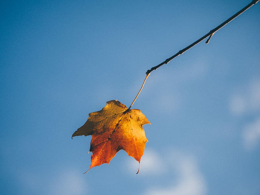 selectiu, focus, groc, vermell, fulla d'auró, fulla d'auró taronja, full, tardor, caure, naturalesa, fullatge, estacional, branca, arbre, maple, cel, taronja, fulla única, color de la tardor, part de la planta, canvi, cap gent, planta, dia, primer pla, a l'aire lliure, centrar-se en primer pla, còpia espai, sec, bellesa a la natura, vena de la fulla, tranquil·litat, cel clar, condició natural, fulles, col·lecció de tardor, 4K