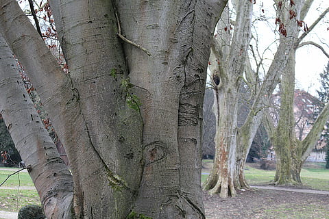 Baum, Borke, Log, Struktur, Holz, Baumstamm, Kofferraum, Pflanze, Wachstum, Natur, keine Leute, Land, Tag, Wald, Ruhe, Schönheit in der Natur, draußen, Ast, Szenen - Natur, ruhige Szene, Landschaft, Pflanzenteil, Fokus auf den Vordergrund, von Bäumen gesäumt, 5K, CC0, gemeinfrei, lizenzfrei
