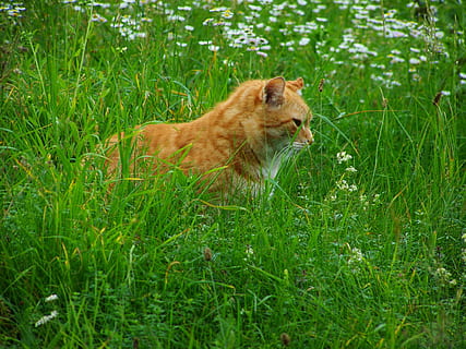 gat, tabby vermell, mascotes, un animal, temes d'animals, animal, planta, mamífer, herba, vertebrats, color verd, naturalesa, creixement, camp, cap gent, terra, animals domèstics, animals a la natura, dia, nacional, fauna animal, caní, 2K, CC0, domini públic, lliure de regalies