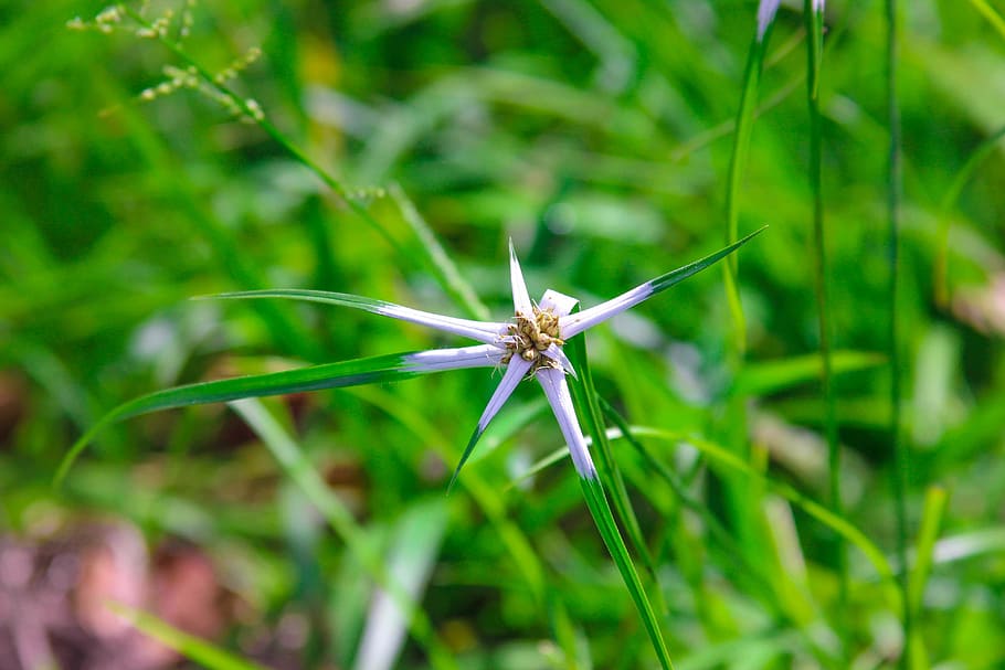 naturale, fiore, albero cresciuto, temi animali, fauna selvatica, un animale, animale, pianta, colore verde, animali allo stato selvatico, invertebrato, natura, insetto, erba, avvicinamento, bellezza nella natura, nessuno, messa a fuoco selettiva, all'aperto, crescita, ragno, giorno, parte del corpo animale, filo d'erba, 5K
