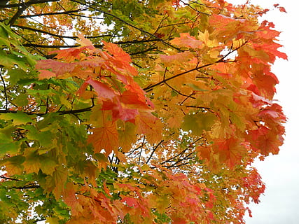 autumn, leaves, trees, maple, colorful, nature, tree, change, plant, plant part, branch, orange color, leaf, beauty in nature, day, low angle view, maple tree, no people, maple leaf, growth, outdoors, tranquility, close-up, red, natural condition, fall, autumn collection, 2K, CC0, public domain, royalty free