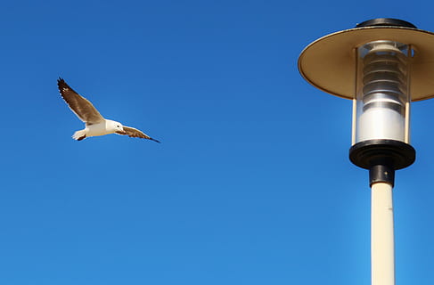 gavina, volar, llanterna, cel blau, blau, ala, cel, blau, ala, cel clar, volant, a l'aire, moviment, vista d’angle baix, fauna animal, animals a la natura, ocell, vertebrats, animal, temes d'animals, un animal, cap gent, naturalesa, còpia espai, dia, ales separades, a l'aire lliure, assolellat, 2K, CC0, domini públic, lliure de regalies