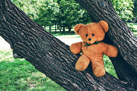 turėti, teddy, žaislas, minkštas, vaikystėje, medis, lauke, parkas, įdaryti, vien tik, pliušinis, mielas, pūkuotas, ruda, dovanos, gyvūnas, senas, Sovietų Sąjunga, stilius, rusų, retro, bagažinė, medžio kamienas, augalų, pliušinis žaislas, pobūdį, mediena - medžiaga, meškiukas, dieną, nėra žmonių, augimą, atstovavimas, gyvūnų atstovavimas, žemės, žievė, žolė, 4K, CC0, Viešasis domenas, nemokamai
