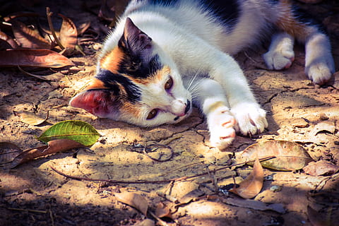 kat, katje, schattig, huisdieren, wit, zwart, oranje, schaduw, herfstbladeren, dierlijke thema's, dier, zoogdier, één dier, huiselijk, gewerveld, geen mensen, blad, deel van de plant, katachtig, land-, huiskat, natuur, detailopname, veld-, snorhaar, ontspanning, bladeren, 5K, CC0, publiek domein, royaltyvrij