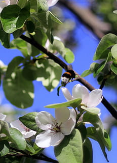 forår, blomst, blomster, solskin, forårsbloem, vintergæk, forår blomster, natur, lyserød, flor, have, kronblad, hængende blomst, knopper, pink-strede, planter, havebuske, Busk, plante, blomstrende plante, vækst, plante del, blad, friskhed, skønhed i naturen, skrøbelighed, sårbarhed, tæt på, blomsterhoved, blomsterstand, dyr i naturen, ingen mennesker, dyreliv, dyre temaer, et dyr, lilla, bestøvning, 1080P, CC0, offentligt domæne, royaltyfrie