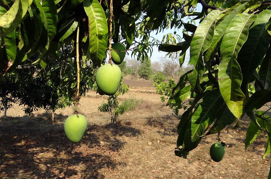 mango, arbre, fruita, varietat, mango, arbre, Alfonso, tropical, deliciós, veritat, verd, horta, horticultura, karnataka, Índia, naturalesa, menjar, agricultura, color verd, madur, frescor, a l'aire lliure, estiu, full, orgànic, alimentació saludable, planta, menjar i beguda, cap gent, creixement, dia, part de la planta, bellesa a la natura, benestar, penjant, terra, 4K
