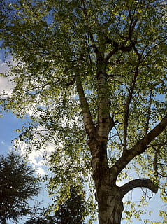 bedoll, arbre, cel, núvols, blau, blanc, verd, fulles, naturalesa, arbre caducifoli, branques, estètic, planta, vista d’angle baix, creixement, tronc de l'arbre, tronc, bellesa a la natura, dia, cap gent, branca, tranquil·litat, a l'aire lliure, color verd, copa de l'arbre, alta - alta, llum solar, escenics - natura, escena tranquil·la, 2K, CC0, domini públic, lliure de regalies