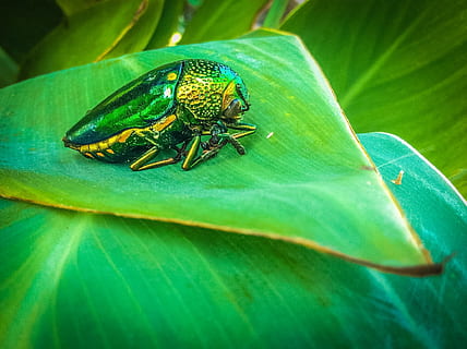 insectes, rubis, punaise rubis, feuilles d'automne, l'Ile, vert, feuille, partie de la plante, insecte, invertébré, thèmes animaux, la faune des animaux, couleur verte, animal, un animal, fermer, animaux à l'état sauvage, plante, personne, la nature, voler, beauté dans la nature, journée, en plein air, aile des animaux, mouche domestique, 1080P, CC0, domaine public, libre de droits