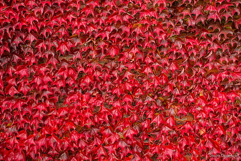 foto, rojo, muchas flores, hojas, hoja, bosque, fotograma completo, antecedentes, nadie, de cerca, abundancia, gran grupo de objetos, modelo, flor, texturizado, planta floreciendo, planta, color rosa, belleza en la naturaleza, pétalo, naturaleza, vista de alto ángulo, multi color, directamente arriba, frescura, efecto texturizado, 5K, CC0, dominio público, libre de derechos