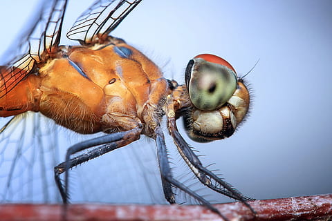 Marrone, verde, libellula, vicino, fotografia, insetto, Odonata, macro, capo, arancia, blu, occhio, animali, natura, selvaggio, invertebrato, avvicinamento, un animale, temi animali, cibo, cibo e bevande, mangiare sano, animale, nessuno, parte del corpo animale, fauna selvatica, ala animale, frutta, animali allo stato selvatico, freschezza, benessere, primo piano estremo, volare, occhio animale, marino, 2K, CC0, dominio pubblico, privo di copyright