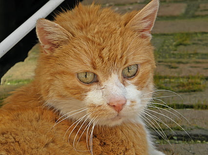 kucing, merah, putih, di luar, kucing rumahan, ingin tahu, perhatian, satu binatang, mamalia, licik, lokal, tema binatang, hewan peliharaan, binatang lokal, hewan, bertulang belakang, kumis, merapatkan, fokus pada latar depan, kepala hewan, bagian tubuh hewan, tidak ada orang, potret, kucing jahe, hari, mata binatang, moncong, 4K, CC0, domain publik, bebas royalti