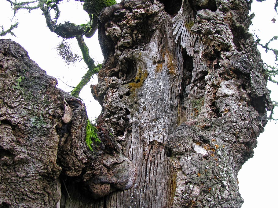 roure, escorça, tronc, arbre, nodrit, roure blanc d'oregon, quercus, garryana, fusta, textura, aspre, dia, naturalesa, a l'aire lliure, cap gent, primer pla, tronc de l'arbre, planta, creixement, bellesa a la natura, tranquil·litat, vista d’angle baix, patró natural, marró, material de fusta, patró, liquen, 2K