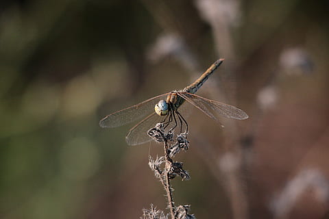 Libelle, Natur, Insekt, Makro, Insekten, fliegen, orange Libelle, rote Libelle, Tier, Tierflügel, Nahansicht, Sommer-, Tierwelt, Schönheit in der Natur, Tierthemen, wirbellos, Tiere in freier Wildbahn, ein Tier, Pflanze, Fokus auf den Vordergrund, keine Leute, draußen, Zerbrechlichkeit, Tag, Tierkörperteil, selektiver Fokus, 4K, CC0, gemeinfrei, lizenzfrei