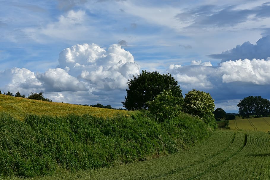 grønne blade, skyer, natur, skyer form, himmel, blå, hvid, sky band, sommer skyer, lyse, cloudscape, landskab, Mark, vejr, dramatisk himmel, humør, plante, sky - himmel, vækst, jord, skønhed i naturen, træ, scenics - natur, ro, miljø, rolig scene, grøn farve, landbrug, landlige scene, dag, ingen mennesker, græs, udendørs, plantage, 4K