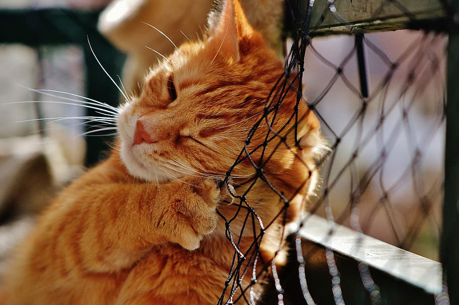 taronja, tabby, gat, negre, net, vermell, bonic, verat, tigre, dolç, feliç, animal, gat domèstic, pell, món animal, mascota, adidas, cara de gat, gat jove, juganer, tabby de verat vermell, gatet, gat vermell, mamífer, nacional, felí, mascotes, animals domèstics, temes d'animals, un animal, vertebrats, primer pla, centrar-se en primer pla, cap gent, bigotis, dia, relaxació, ulls tancats, part del cos dels animals, a l'aire lliure, gat de gingebre, boca oberta, cap d’animals, 5K