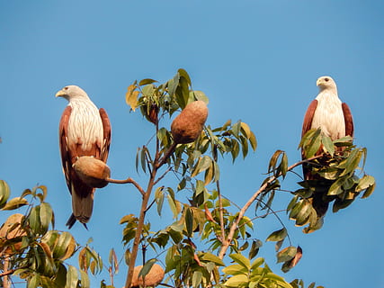 Adler, Vogel, sitzender Vogel, Sitzung, Himmel, Tierthemen, Wirbeltier, hocken, Tier, Flachwinkelansicht, klarer Himmel, Tiere in freier Wildbahn, Tierwelt, Gruppe von Tieren, Natur, Ast, Pflanze, keine Leute, Baum, Blau, Tag, Pflanzenteil, Blatt, draußen, 4K, CC0, gemeinfrei, lizenzfrei