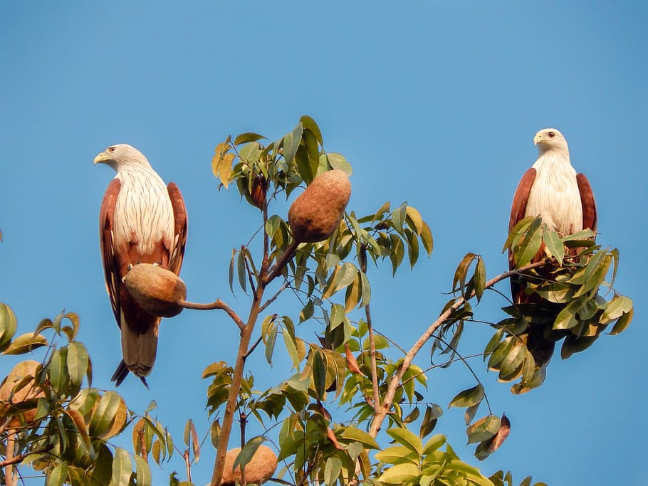 àguila, ocell, aus asseguda, assegut, cel, temes d'animals, vertebrats, posat, animal, vista d’angle baix, cel clar, animals a la natura, fauna animal, grup d’animals, naturalesa, branca, planta, cap gent, arbre, blau, dia, part de la planta, full, a l'aire lliure, 4K