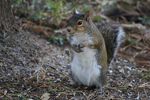 scoiattolo, poste, natura, in piedi, su, all'aperto, pelliccia, grigio, viso, carina, animale, roditore, mammifero, Marrone, foresta, fauna selvatica, temi animali, un animale, animali allo stato selvatico, terra, chipmunk, nessuno, concentrarsi sulle conoscenze acquisite, avvicinamento, giorno, lunghezza intera, mangiare, vertebrato, campo, 5K, CC0, dominio pubblico, privo di copyright