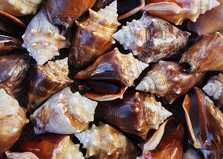 muszle, koncha, morze, muszla, ocean, mięczak, jedzenie i picie, jedzenie, świeżość, pełna ramka, tła, dobre samopoczucie, martwa natura, duża grupa obiektów, żadnych ludzi, owoce morza, zdrowe odżywianie, zbliżenie, wewnątrz, zwierzę, mięso, surowe jedzenie, wysoki kąt widzenia, na sprzedaż, ryba, obfitość, pokusa, 2K, CC0, domena publiczna, darmowe zdjęcia