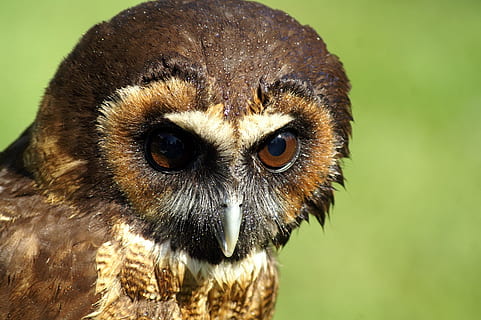 close-up foto, bruin, wit, uil, dichtbij, vogel, dierlijke thema's, één dier, dier, dierenleven, dieren in het wild, detailopname, gewerveld, roofvogel, dierlijke lichaamsdeel, dierenkop, geen mensen, focus op de voorgrond, portret, dag, kijkend naar de camera, natuur, oog, bek, buitenshuis, dierlijk oog, 2K, CC0, publiek domein, royaltyvrij