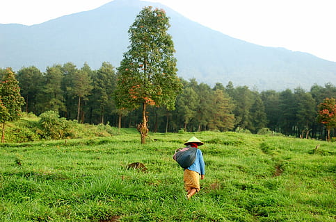 Person, tragen, Blau, langärmelig, Hemd, braun, Böden, Bauernhof, Java, Indonesien, montieren, Asien, Reise, Sonnenaufgang, Ziel, Attraktion, Natur, Tourismus, Vulkan, Landschaft, Abenteuer, Himmel, Brom, Berg, Wahrzeichen, Morgen, Kultur, uralt, Tempel, Krater, Religion, religiös, borobudur, die Architektur, Park, Rauch, Monument, vulkanisch, Buddhismus, Buddhist, Erbe, historisch, Schrein, spirituell, Farmer, Gebet, Nepal, Menschen, draußen, Landwirtschaft, ländliche Szene, Pflanze, Baum, eine Person, grüne Farbe, Land, Schönheit in der Natur, echte Menschen, Gras, Szenen - Natur, Ruhe, Rückansicht, Wachstum, Tag, Feld, Freizeitbeschäftigung, ruhige Szene, Nicht-städtische Szene, 1080P, CC0, gemeinfrei, lizenzfrei