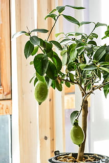 sitrontre, sitron, tre, frukt, sitrus, natur, mat, fersk, anlegg, grønn, blad, organisk, friskhet, vekst, lime, naturlig, sollys, sunn, voksende, saftig, gren, hagearbeid, vokse, plante del, grønn farge, potteplante, ingen folk, vindu, innendørs, dag, fokusere på forgrunnen, nærbilde, hjem interiør, spise sunt, mat og Drikke, 5K, CC0, offentlig domene, opphavsrett gratis