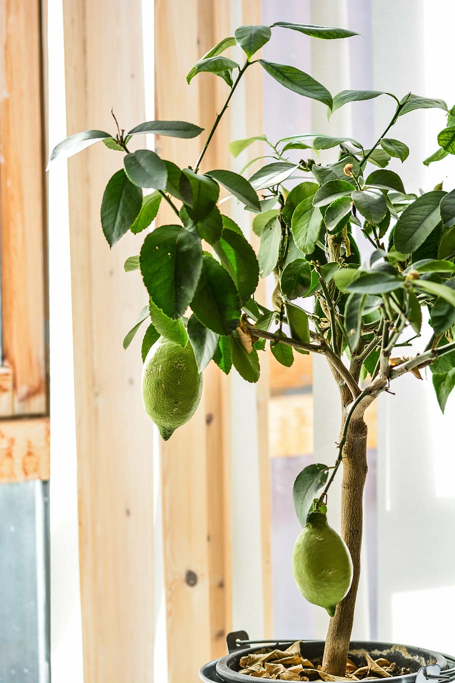sitrontre, sitron, tre, frukt, sitrus, natur, mat, fersk, anlegg, grønn, blad, organisk, friskhet, vekst, lime, naturlig, sollys, sunn, voksende, saftig, gren, hagearbeid, vokse, plante del, grønn farge, potteplante, ingen folk, vindu, innendørs, dag, fokusere på forgrunnen, nærbilde, hjem interiør, spise sunt, mat og Drikke, 5K