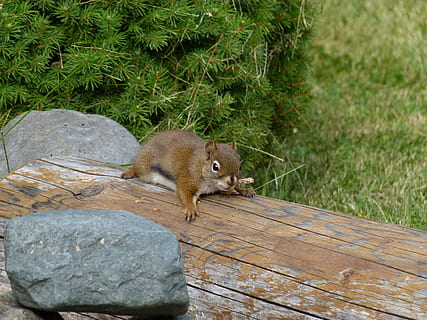 esquirol, rosegador, marró, tronc de l'arbre, arbre, tronc, caigut, animal, jardí, naturalesa, fauna animal, un animal, animals a la natura, cap gent, dia, temes d'animals, mamífer, vertebrats, planta, material de fusta, rock, sòlid, a l'aire lliure, rock - object, registre, herba, 4K, CC0, domini públic, lliure de regalies