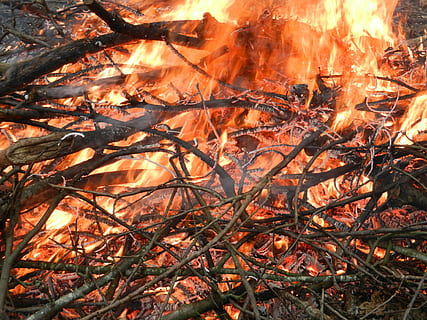 fire, stubble, burning, heat - temperature, tree, fire - natural phenomenon, orange color, flame, nature, no people, land, bonfire, forest, log, wood, wood - material, firewood, glowing, plant, outdoors, environment, campfire, 4K, CC0, public domain, royalty free