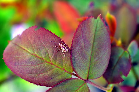 insekt, blad eater, rosenblad, camouflage, plante del, blad, plante, tæt på, skønhed i naturen, natur, fokus på forgrunden, ingen mennesker, efterår, udendørs, dag, vækst, multi farvet, grøn farve, lave om, lilla, bladvenen, blomst, friskhed, skrøbelighed, ahorn blad, blade, 5K, CC0, offentligt domæne, royaltyfrie