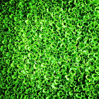 lettuce, sapling, greens, salad, green color, full frame, growth, backgrounds, plant, day, no people, beauty in nature, nature, foliage, lush foliage, freshness, high angle view, outdoors, tranquility, land, plant part, food and drink, leaf, field, 1080P, CC0, public domain, royalty free