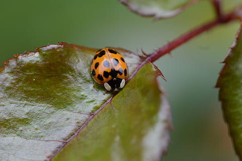 marieta, tancar, insecte, escarabat, naturalesa, macro, amulet de la sort, animals, full, punts, foto macro, invertebrat, animal, un animal, fauna animal, temes d'animals, primer pla, animals a la natura, part de la planta, tacat, planta, cap gent, enfocament selectiu, a l'aire lliure, centrar-se en primer pla, dia, petit, 1080P, CC0, domini públic, lliure de regalies
