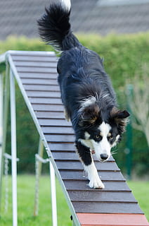 Erwachsene, Tricolor, Border Collie, Gehen, Rampe, Beweglichkeit, Netz, Laufsteg, Ausbildung, Hundetraining, inländisch, Haustiere, ein Tier, Säugetier, Hund, Eckzahn, Wirbeltier, Fokus auf den Vordergrund, Tag, Bewegung, Laufen, draußen, keine Leute, Jungtier, Natur, Anstrengung, 4K, CC0, gemeinfrei, lizenzfrei