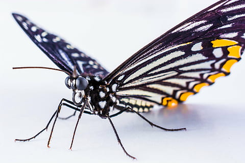 a închide, fotografie, alb, galben, fluture, insectă, animal, natură, animal aripă, macro, fluture - insectă, biologie, animale sălbatice, animale tematice, nevertebrat, un animal, partea corpului animalului, animale în sălbăticie, studio shot, nici o persoana, extreme close-up, culoare neagră, frumusețe în natură, în interior, antena animală, 5K, CC0, domeniu public, fără drepturi de autor